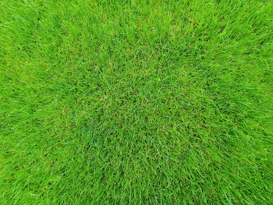 Close-up of healthy green lawn grass blades in the North Alabama sun