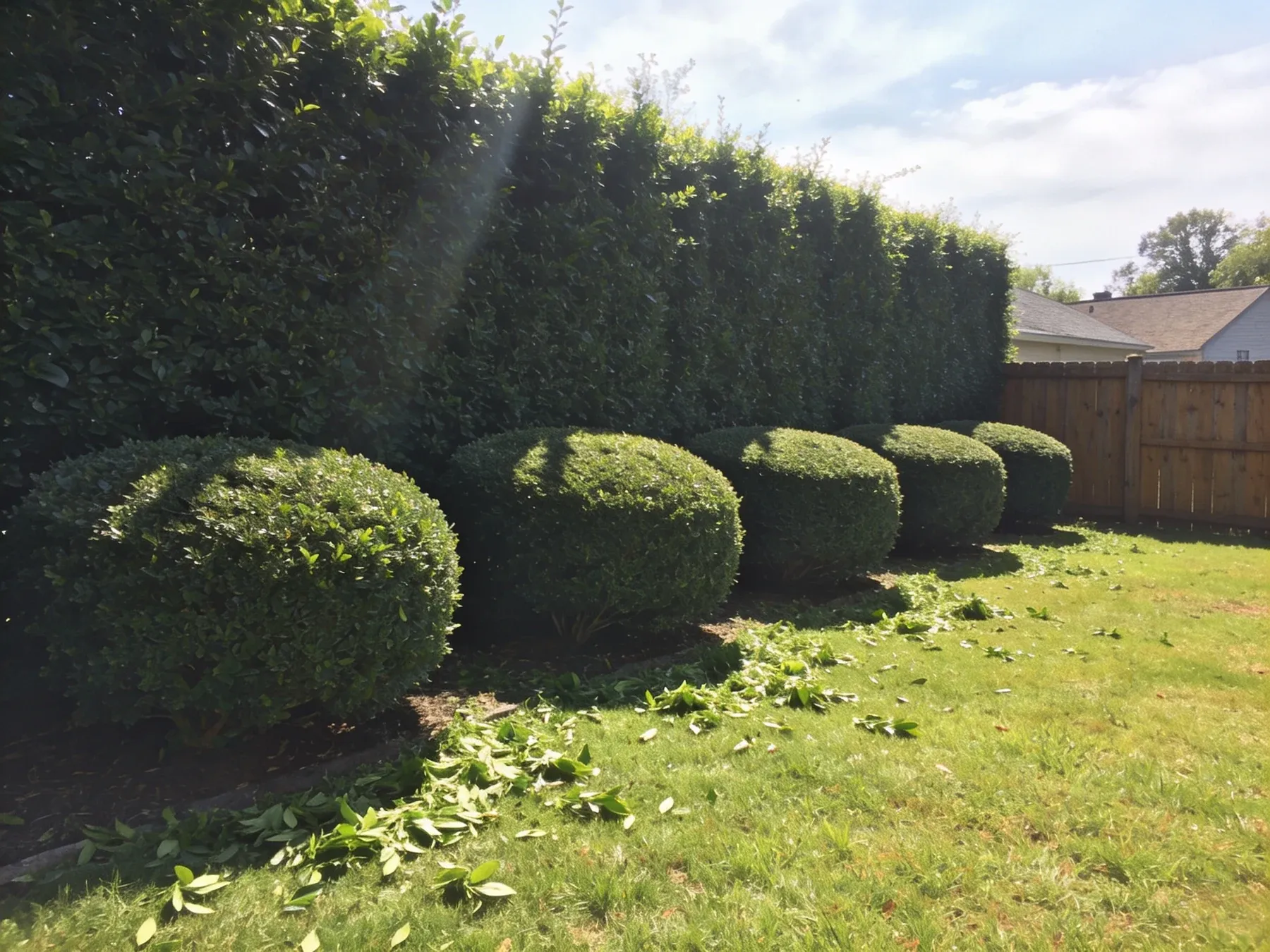 Hedge & Shrub Trimming project by Olympic Mountain Landscaping in North Alabama