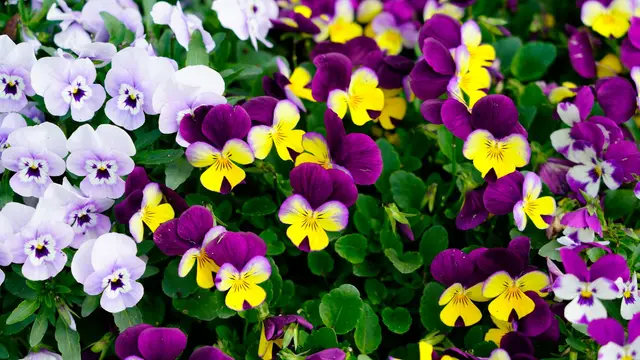 Annual Flower Installation service in North Alabama