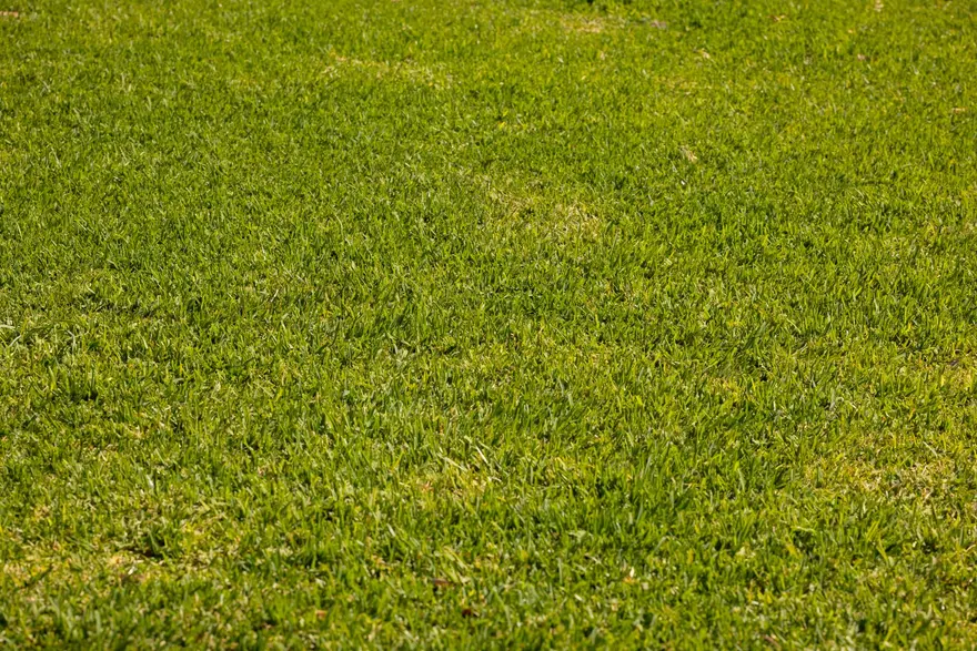 Fertilization & Weed Control in North Alabama