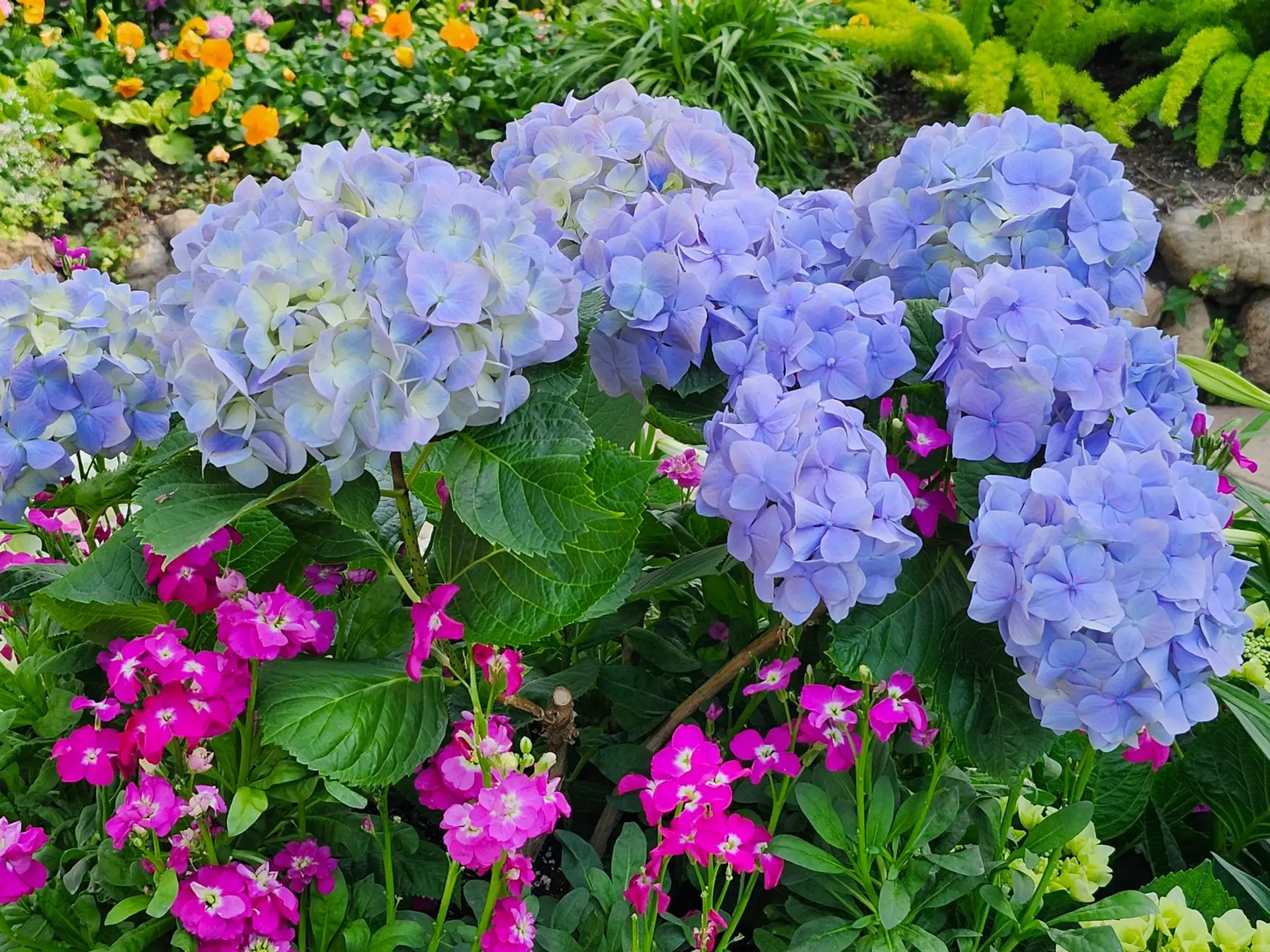 Blue hydrangeas in full bloom in a flower bed