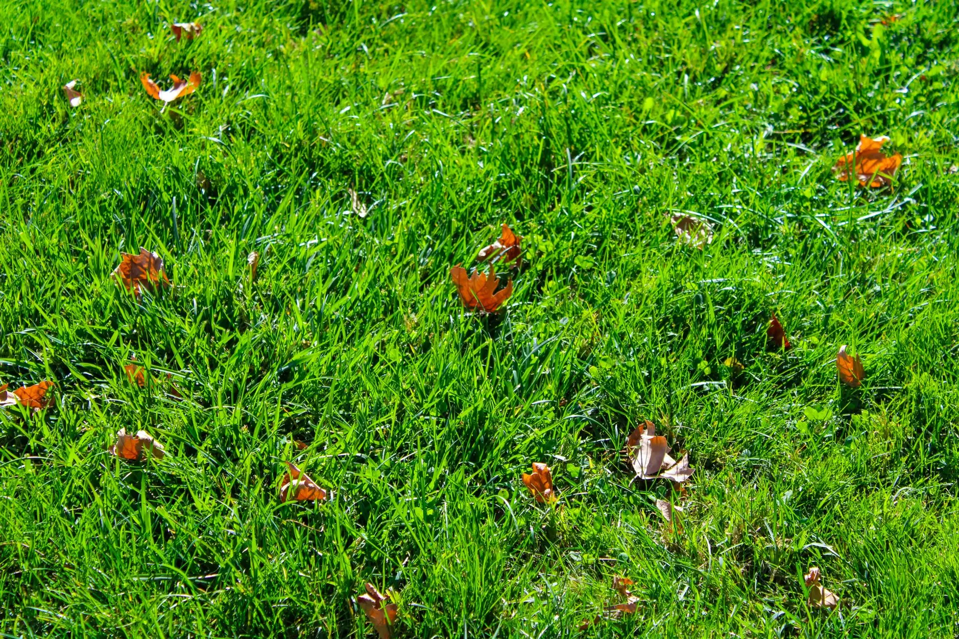 Autumn leaves scattered across a green lawn before a leaf maintenance visit