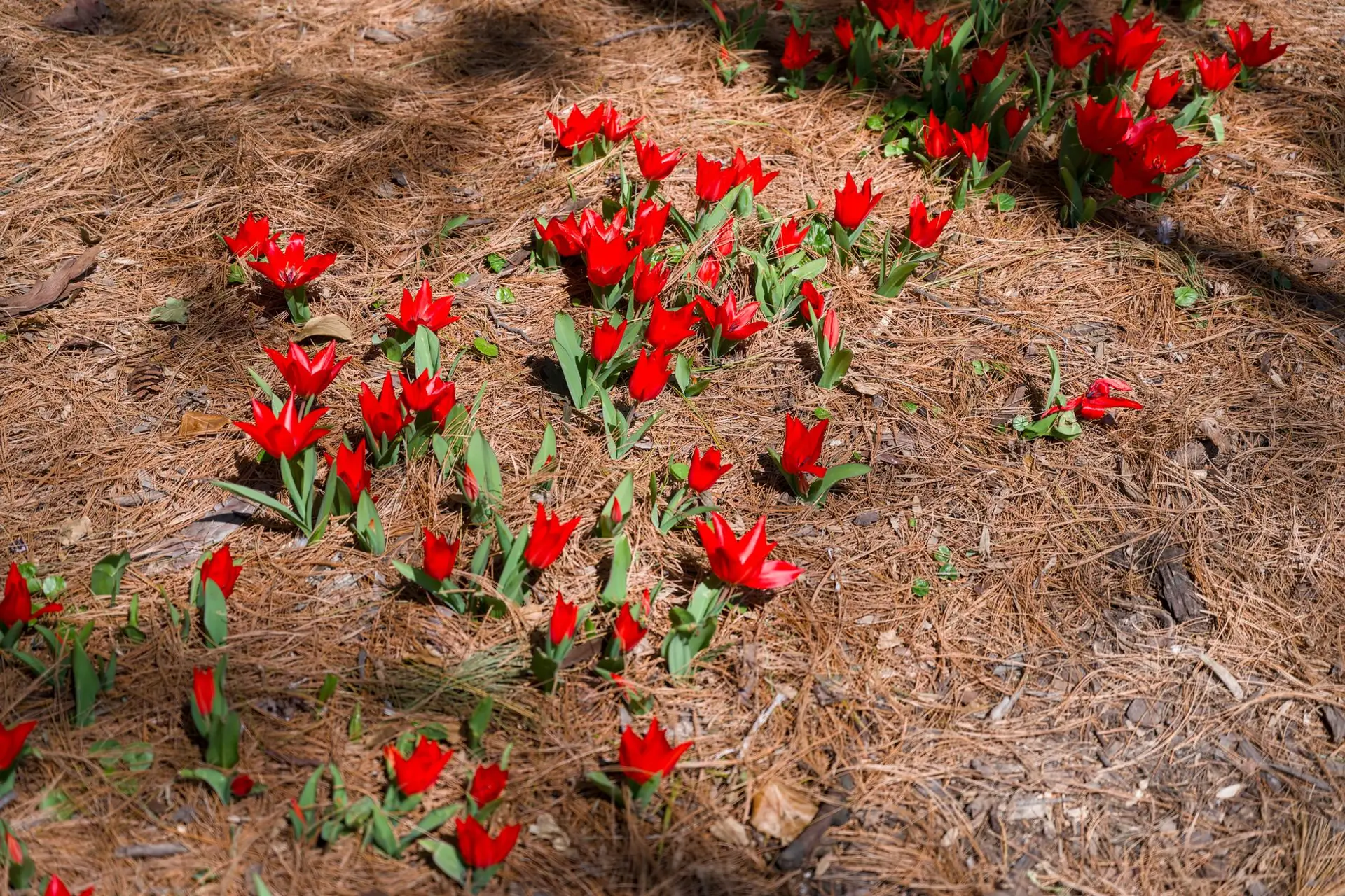 Red flowers growing up through a bed covered in fresh pine straw