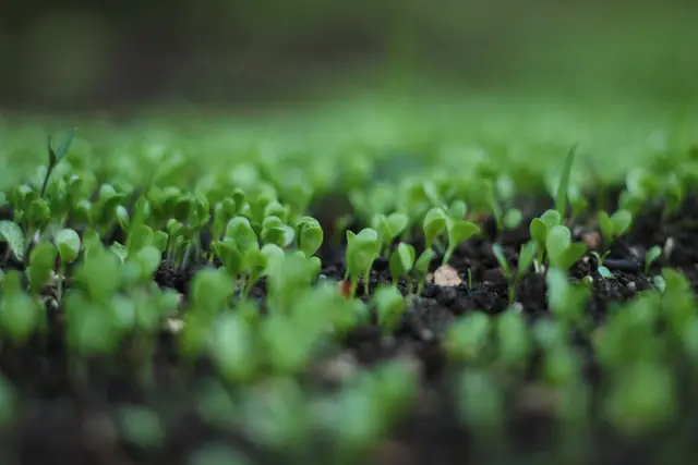 Seeding / Repairs service in North Alabama