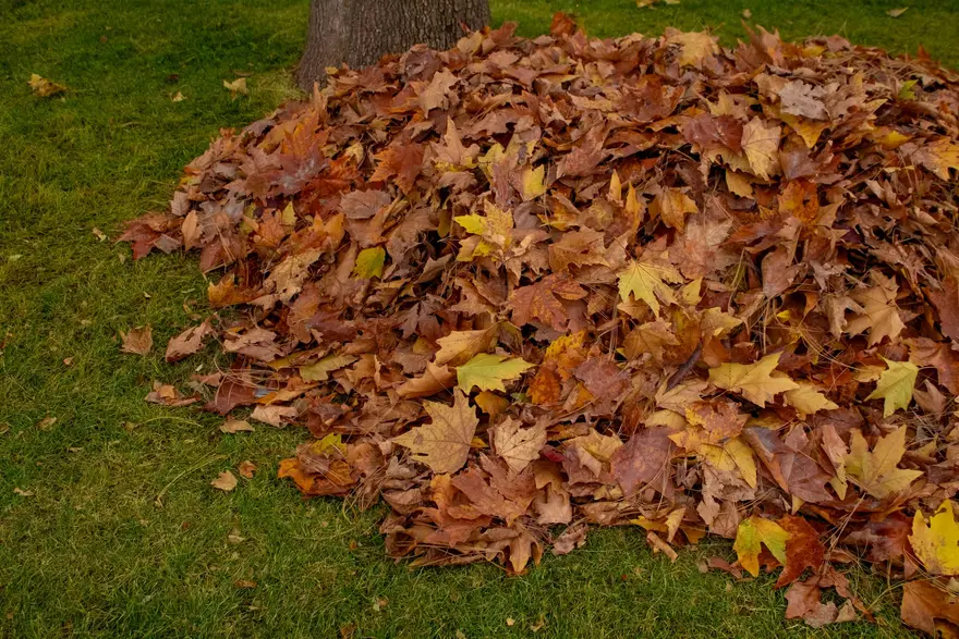Yard Cleanup & Overgrowth Removal in North Alabama