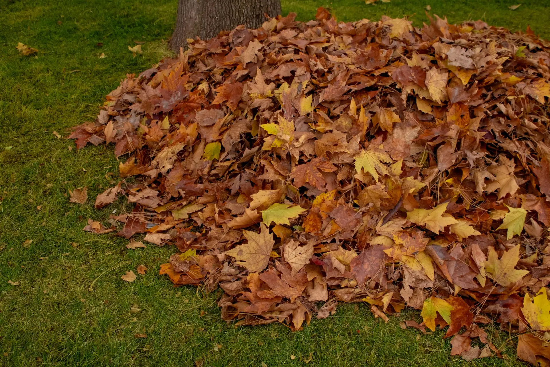 A worker raking and bagging fallen leaves while clearing brush from an overgrown yard in Huntsville, Alabama