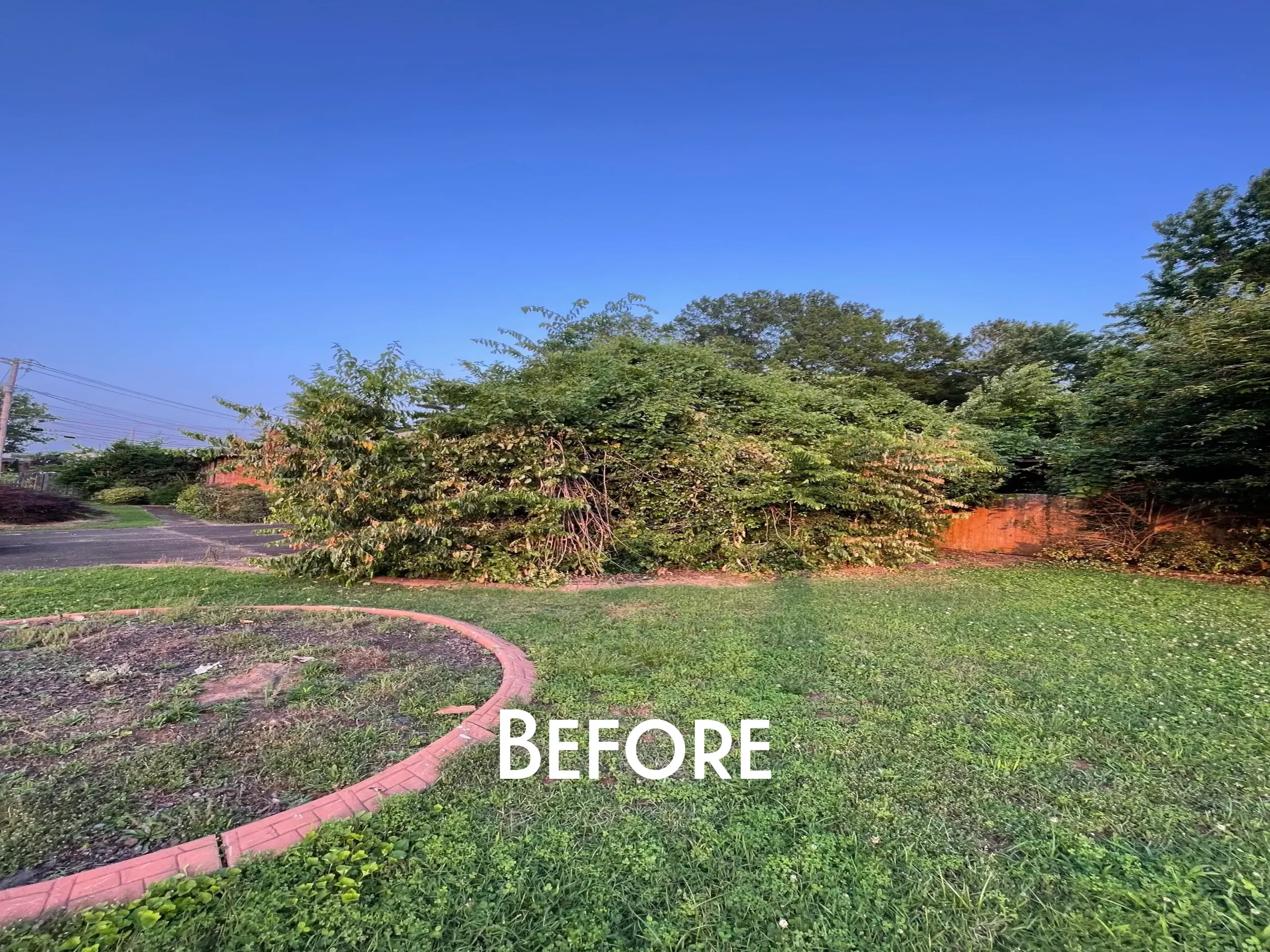 Yard Cleanup & Overgrowth project by Olympic Mountain Landscaping in North Alabama