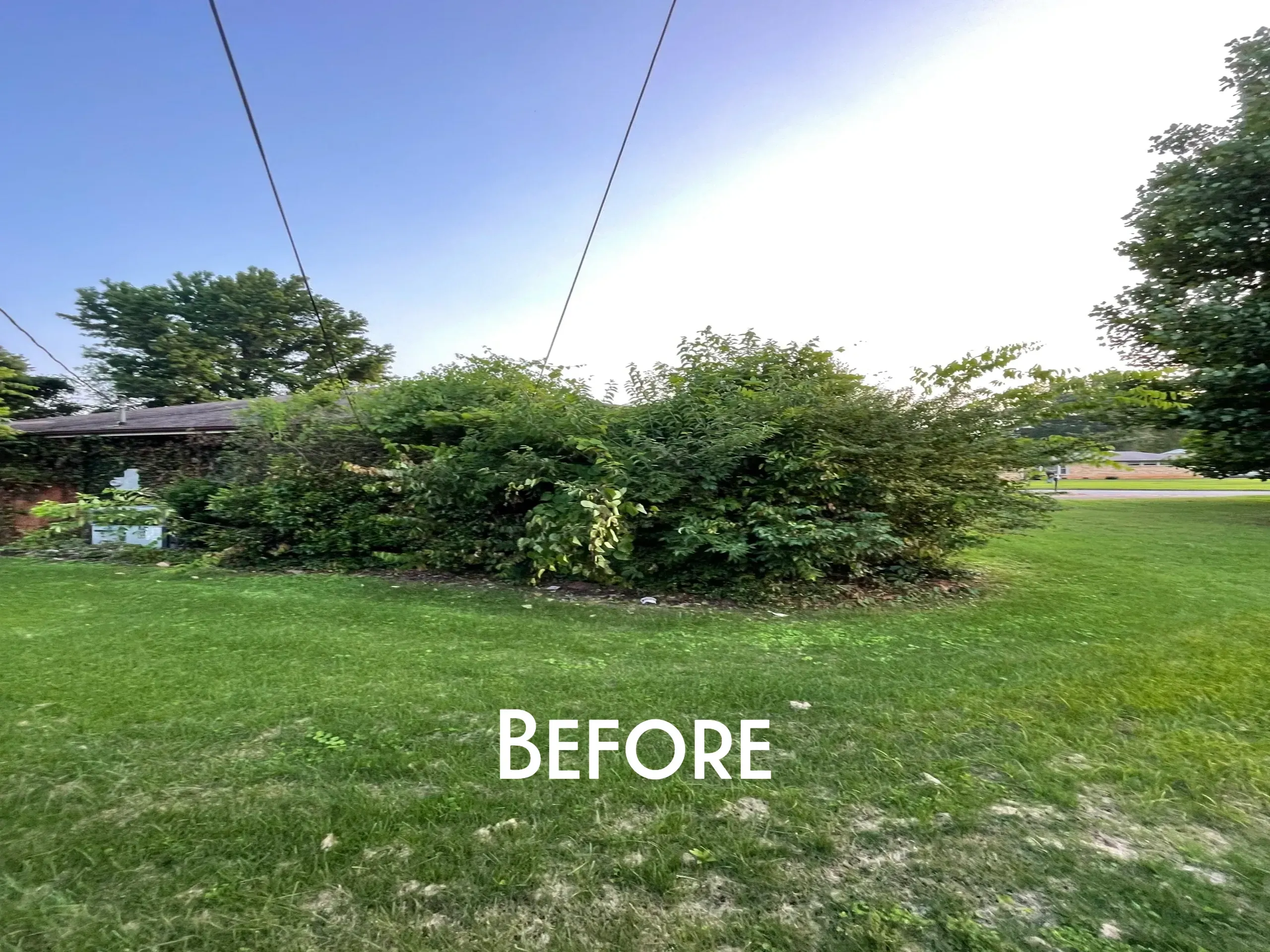 Yard Cleanup & Overgrowth project by Olympic Mountain Landscaping in North Alabama
